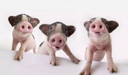 猪瓜怎么吃更好吃视频教程,视频教程教你轻松烹饪佳肴