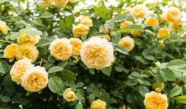 八卦吃瓜图文解释大全视频,揭秘娱乐圈幕后故事