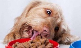 狗狗吃茭瓜视频播放下载