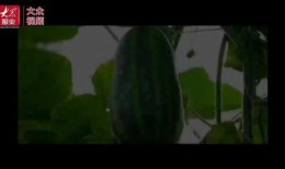 太平洋吃瓜视频,揭秘娱乐圈幕后故事