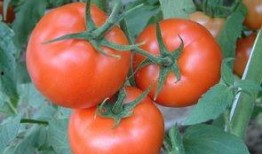 吃大瓜小红花会中毒吗视频,吃大瓜小红花竟可能中毒，视频揭示惊人真相！