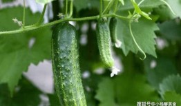 有关吃瓜视频的网站推荐,盘点各大平台精彩视频推荐