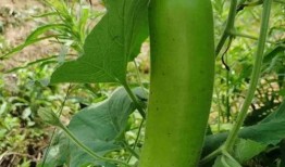 圆瓠子瓜怎么切片吃视频,圆瓠子瓜切片美食制作教程