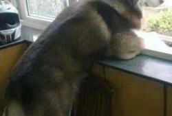 幼崽吃瓜搞笑段子视频,萌态十足引网友爆笑