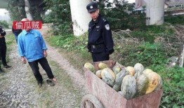 峨边县吃瓜事件真相视频,真相视频曝光背后的真相