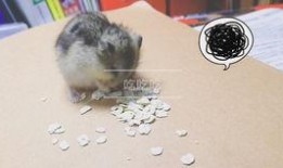 仓鼠吃瓜视频大全集,盘点萌宠仓鼠的瓜果时光