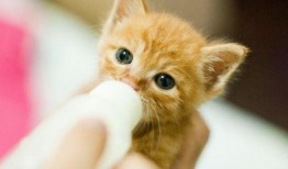 蓝猫可以吃梨瓜吗视频,揭秘蓝猫能否享用梨瓜美味