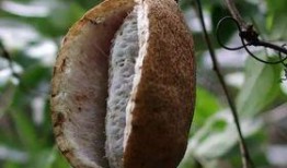 吃八月瓜搞笑抖音视频,笑果连连，瓜味十足！