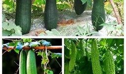 秋天吃瓜的视频