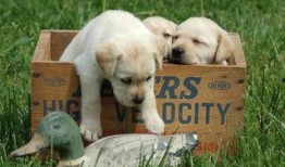 狗咬人吃瓜拉布拉多视频,吃瓜群众围观现场