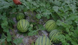 河南淇县吃瓜视频,揭秘当地特色美食文化