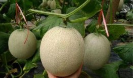 吃日本的蜜瓜会中毒吗视频,日本蜜瓜安全疑云揭秘