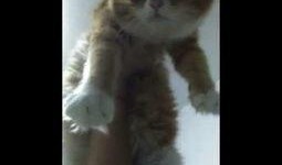 懒猫吃瓜酱小视频大全集