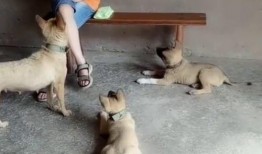 吃咸瓜的可怜视频,可怜吃瓜者的心酸遭遇