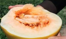 黑蜜瓜怎么吃视频,视频教你轻松解锁夏日清新口感