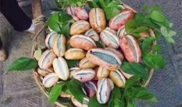 东北吃八月瓜视频大全下载,解锁地道风味