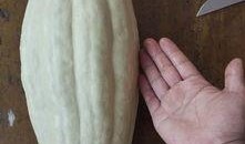 可以吃茭瓜吗有毒吗视频,揭秘茭瓜是否有毒