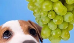 狗吃蜜瓜视频,萌态百出引网友爆笑