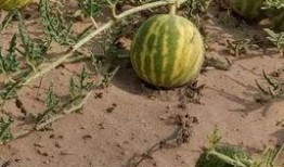 地主窝里横吃瓜视频,揭秘视频背后的惊人真相