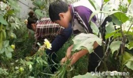 新泰泉沟吃瓜事件视频