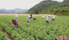 成县吃瓜视频南山,南山风情一网打尽