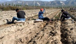 黄河滩吃瓜最新事件视频,最新吃瓜事件视频揭秘