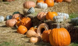 回村第一批人吃瓜群众视频,揭秘乡村生活新视角