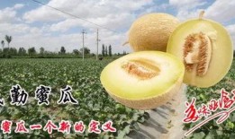 王蓉吃民勤蜜瓜视频,甜蜜滋味尽收眼底