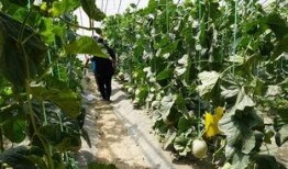 吃瓜民众吃瓜视频大全,吃瓜民众必看吃瓜视频大全