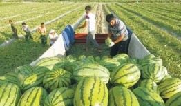 中国石油吃瓜视频最新