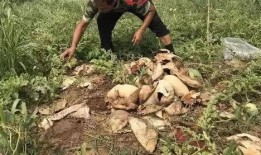 延安近期吃瓜事件视频