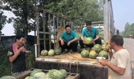 山东景区吃瓜女子视频大全,揭秘景区里的趣味瞬间