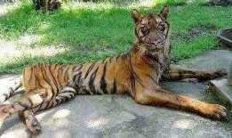 老虎瓜好吃吗怎么吃视频,视频揭秘最佳食用方法