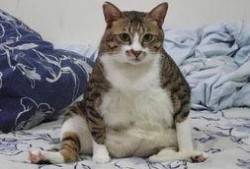 吃瓜群众大肥猫视频,大瓜来袭！揭秘吃瓜群众大肥猫的趣味视频幕后