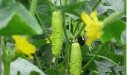 吃白玉瓜视频,口感与营养的双重享受