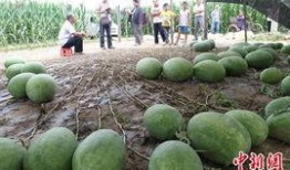 月溪村吃瓜视频网,揭秘乡村生活趣味瞬间