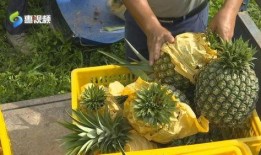 广东惠州吃瓜视频,一场视觉盛宴的美食之旅