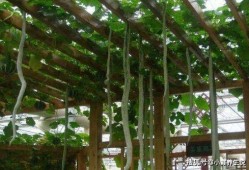 小巷人家吃蛇瓜视频,揭秘蛇瓜的独特烹饪之旅