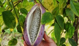 吃八月瓜搞笑抖音视频,笑果连连，瓜味十足！