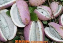 皇上吃八月瓜的故事视频