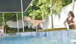 吃瓜二狗游泳池事件视频,一场引发热议的泳池风波