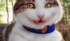 猫吃哈密瓜动画视频大全,猫咪哈密瓜动画视频大盘点