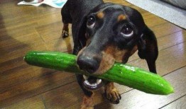 吃瓜白狗视频大全在线观看,吃瓜白狗视频大全，欢乐瞬间尽收眼底