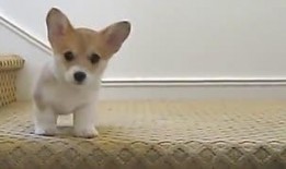 狗和狮子吃瓜视频,狗狮共食瓜果的趣味瞬间