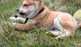 土狗可以吃佛手瓜吗视频