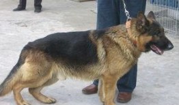 德牧可以吃哈密瓜嘛视频,哈密瓜，真的可以吃吗？