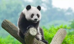 ai熊猫吃瓜视频,带你领略智能萌态