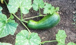 吃瓠瓜的正确方法视频讲解,视频详解正确食用方法