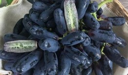 蓝豆瓜怎么吃最好呢视频,蓝豆瓜的最佳食用方法揭秘