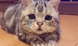 吃瓜视频搞笑猫咪表情包,吃瓜视频里的猫咪欢乐时光